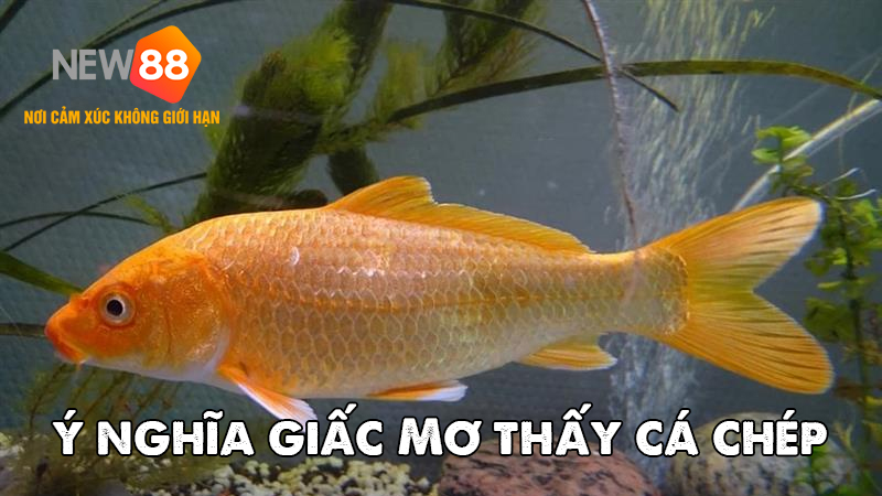 Giải Mã Giấc Mơ Thấy Cá Chép: Khám Phá Bí Ẩn May Mắn Đằng Sau Giấc Mơ 6 Ý nghĩa giấc mơ thấy cá chép